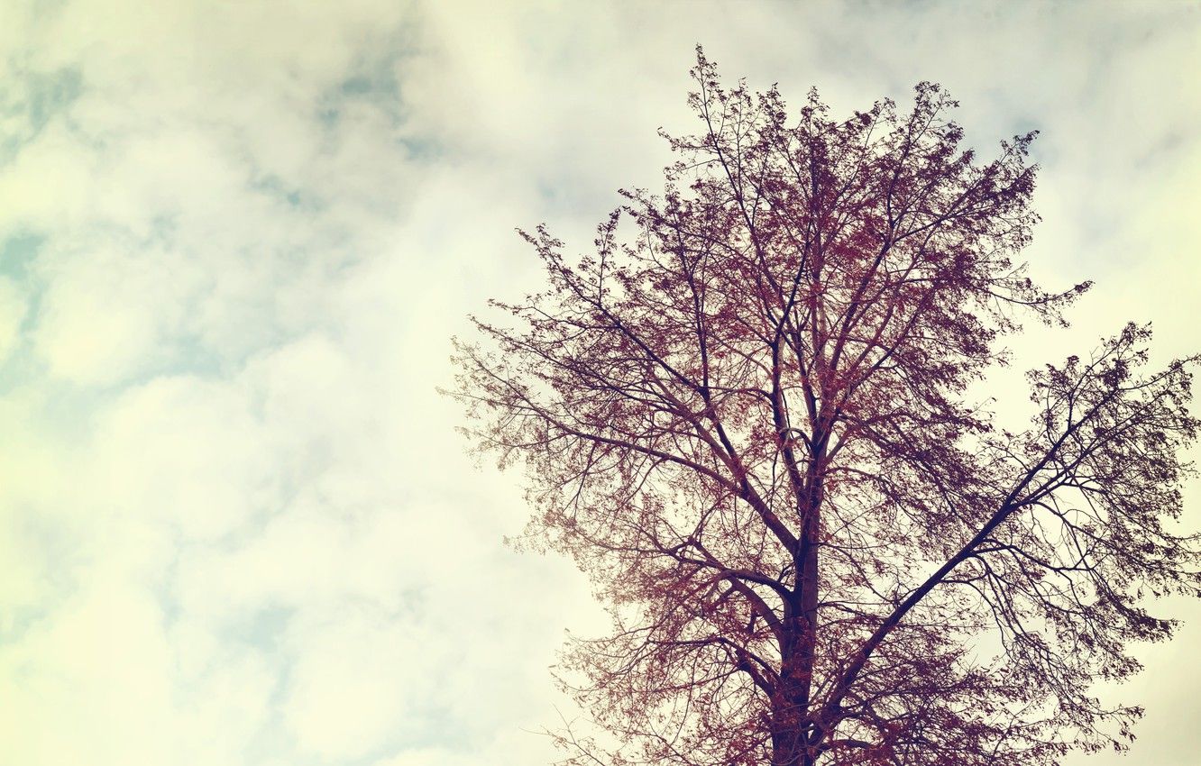 Vintage Tree Wallpapers - 4k, HD Vintage Tree Backgrounds on WallpaperBat