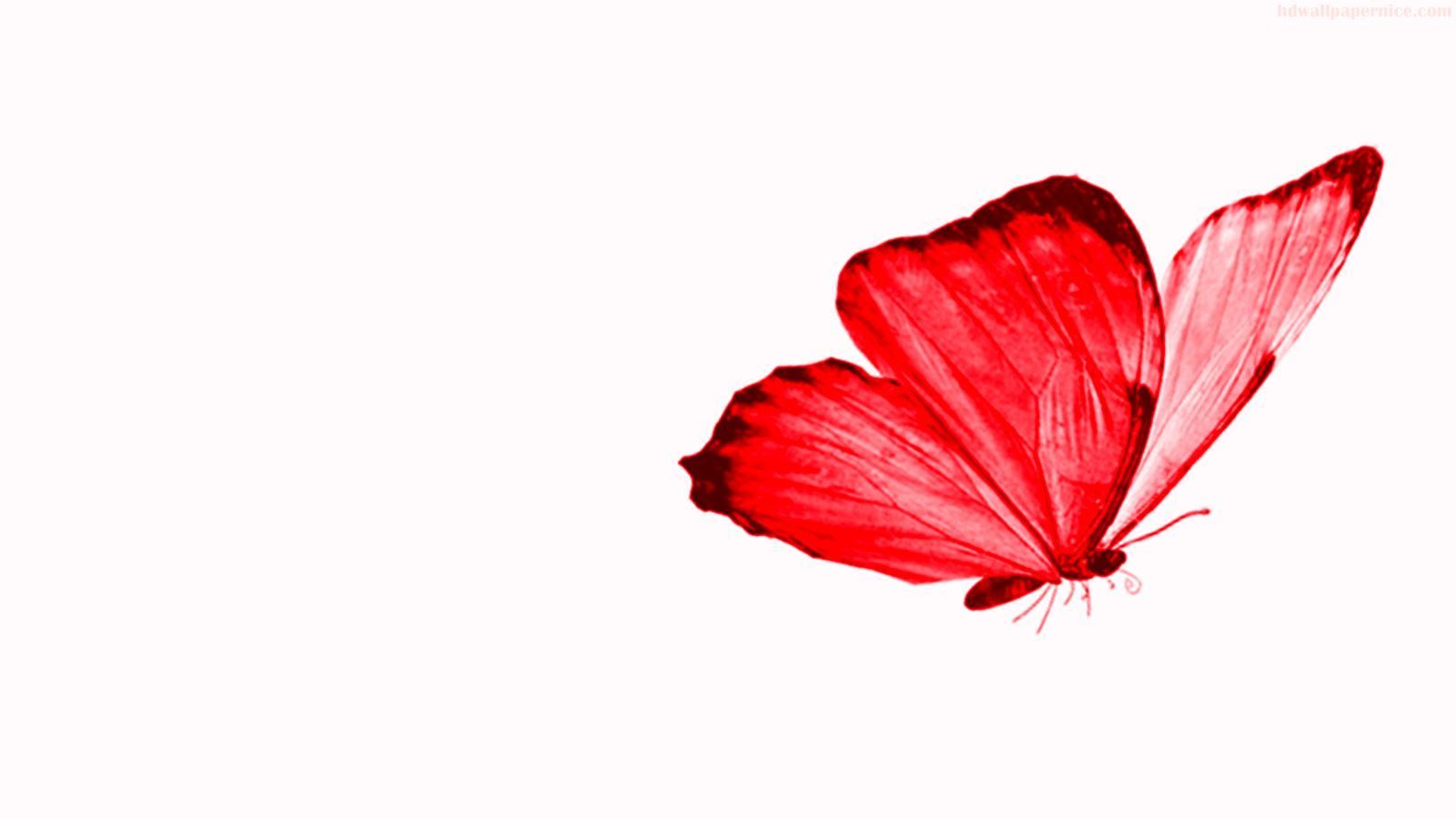 Scarlet Butterfly Wallpapers - 4k, HD Scarlet Butterfly Backgrounds on ...