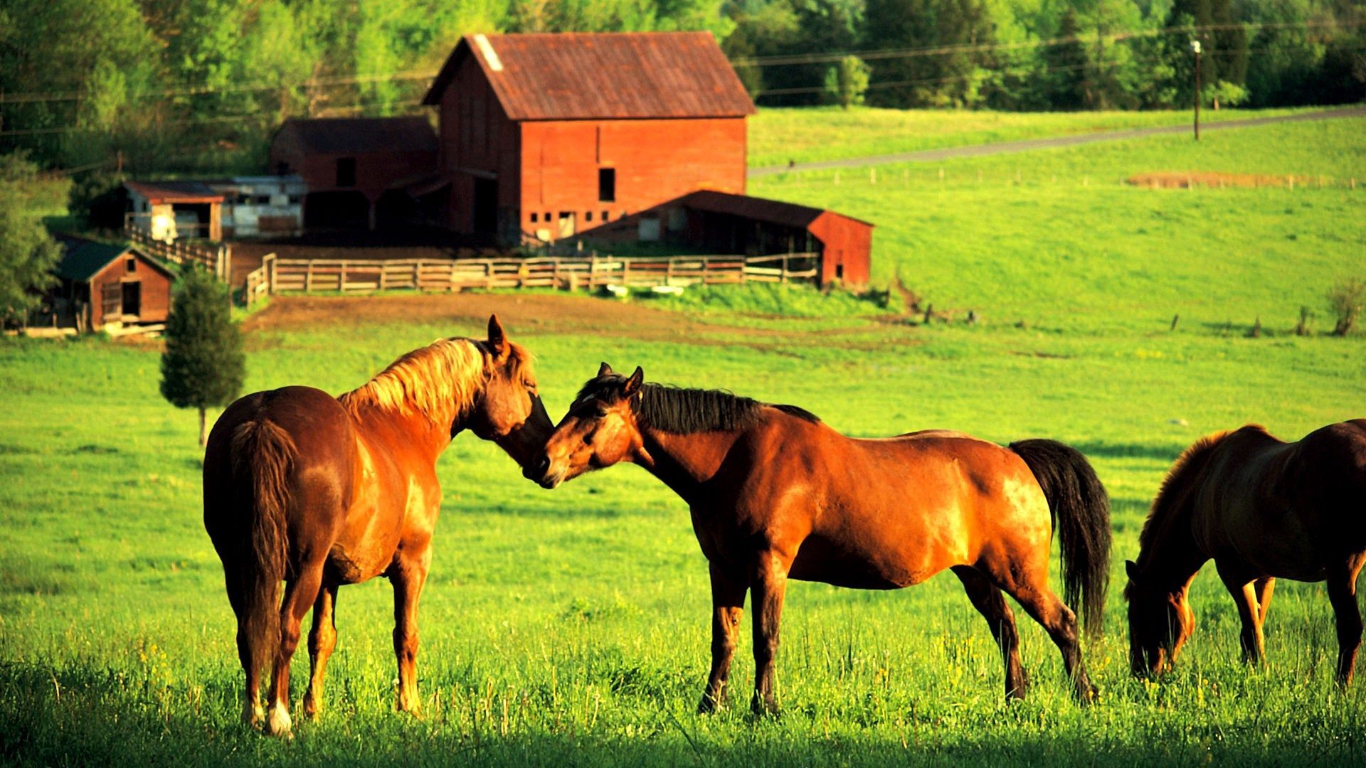 Country Pasture Wallpapers - 4k, HD Country Pasture Backgrounds on ...