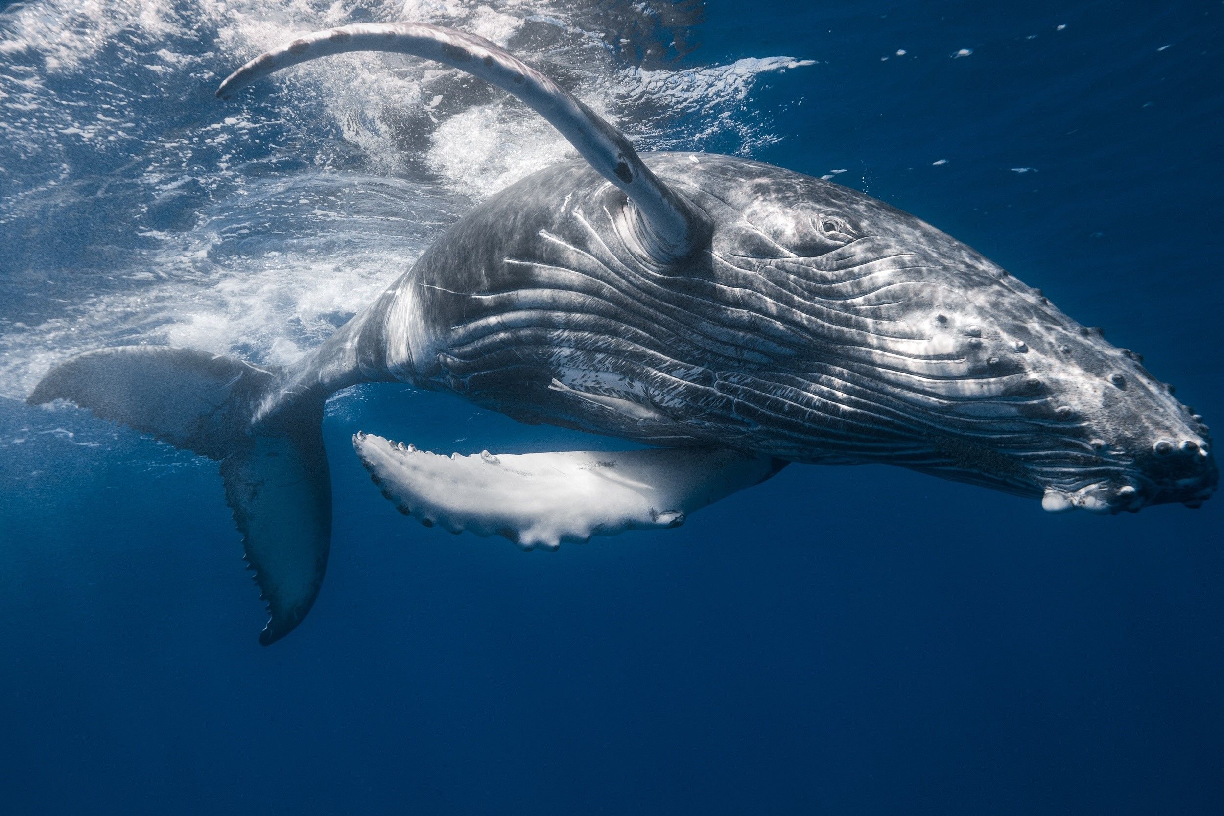 Hawaiian Humpback Whales Wallpapers - 4k, HD Hawaiian Humpback Whales ...