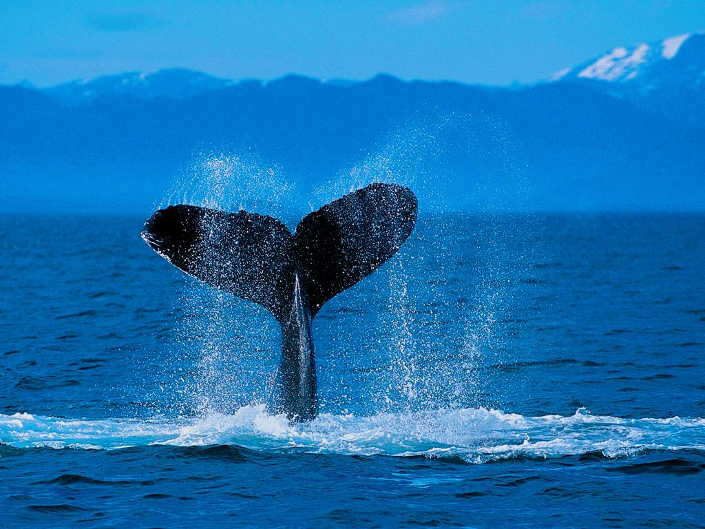 Hawaiian Humpback Whales Wallpapers - 4k, HD Hawaiian Humpback Whales ...