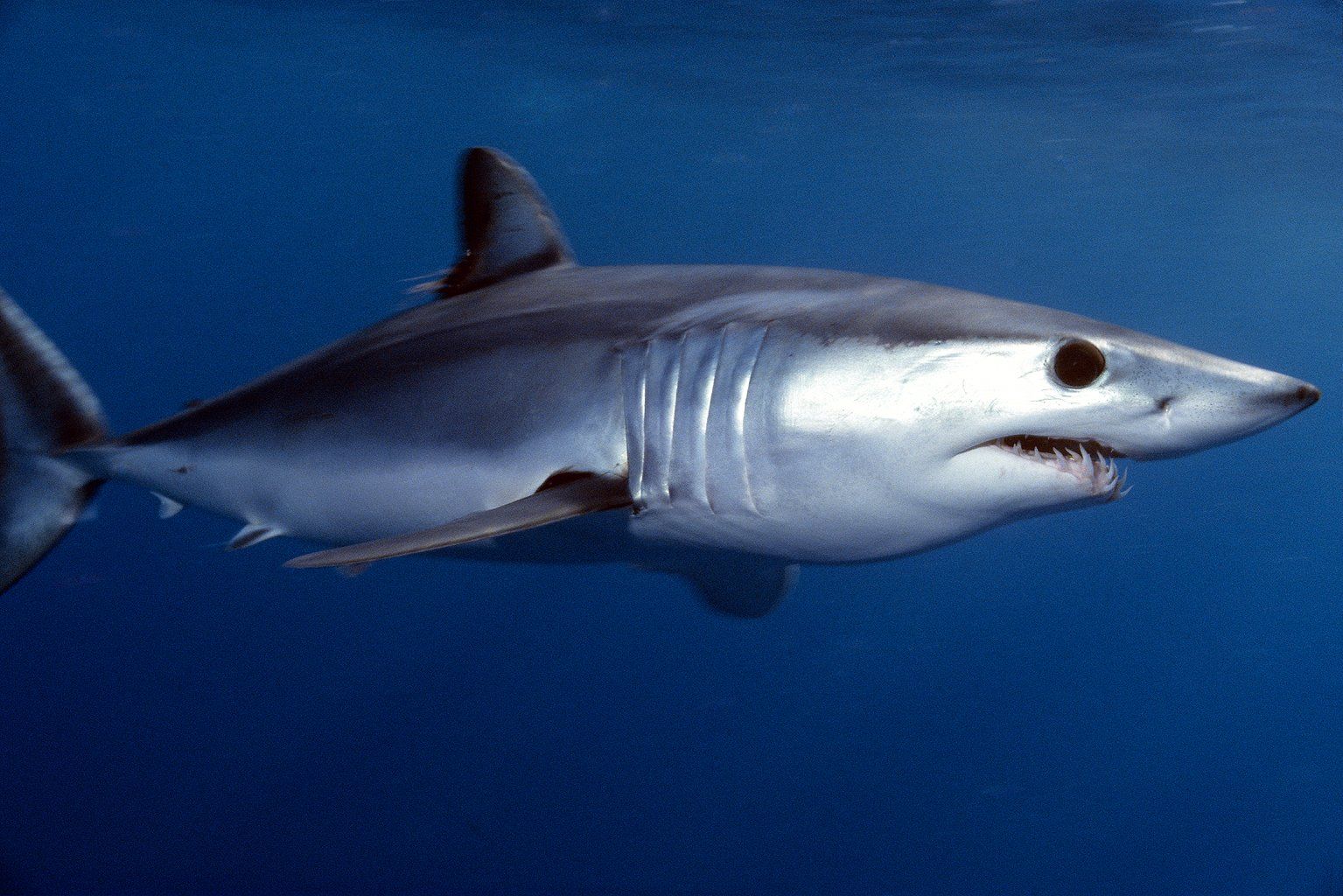 Mako Shark Wallpapers - 4k, HD Mako Shark Backgrounds on WallpaperBat