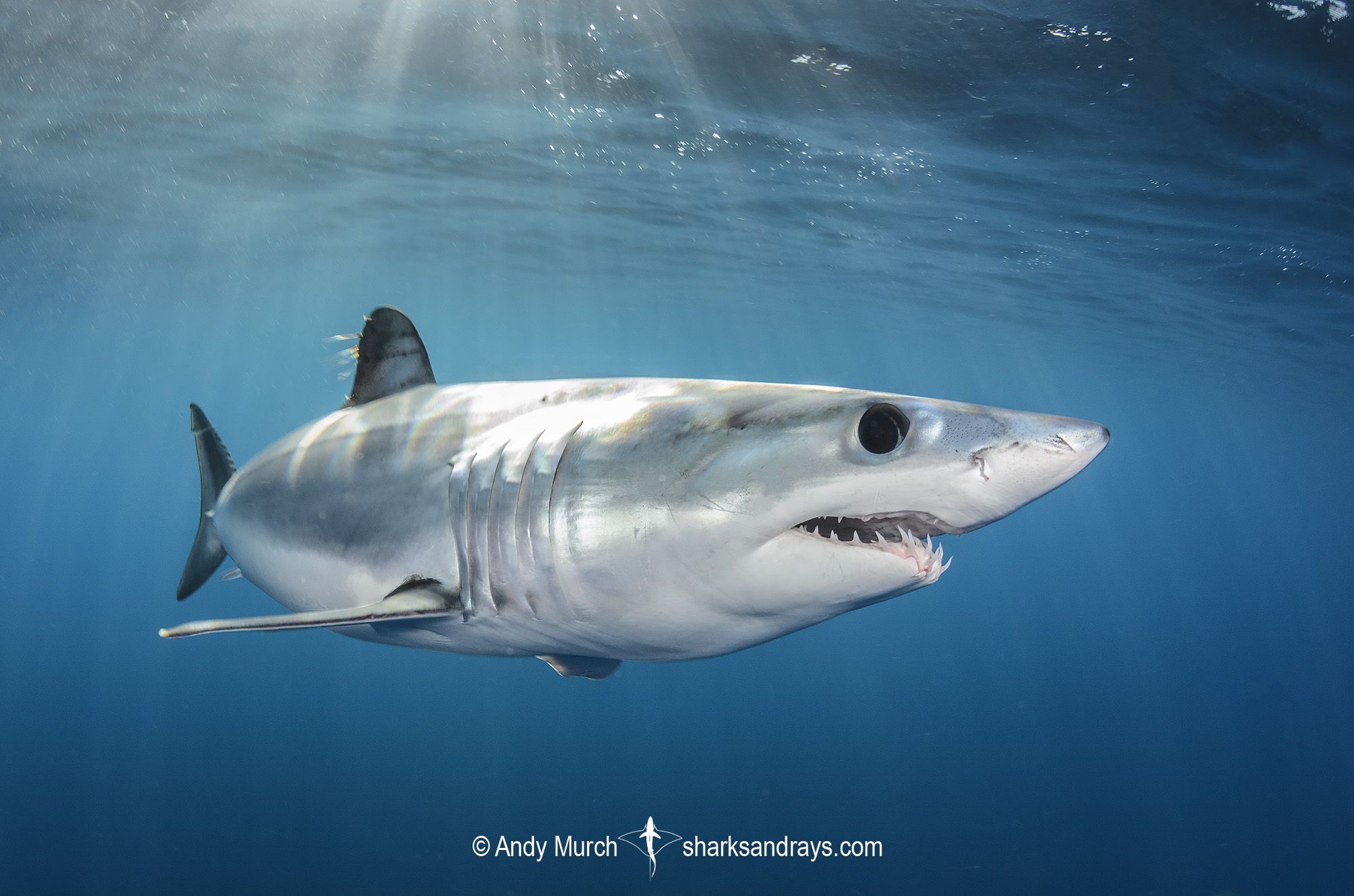 Mako Shark Wallpapers 4k HD Mako Shark Backgrounds On WallpaperBat 648739 Shortfin Mako Shark