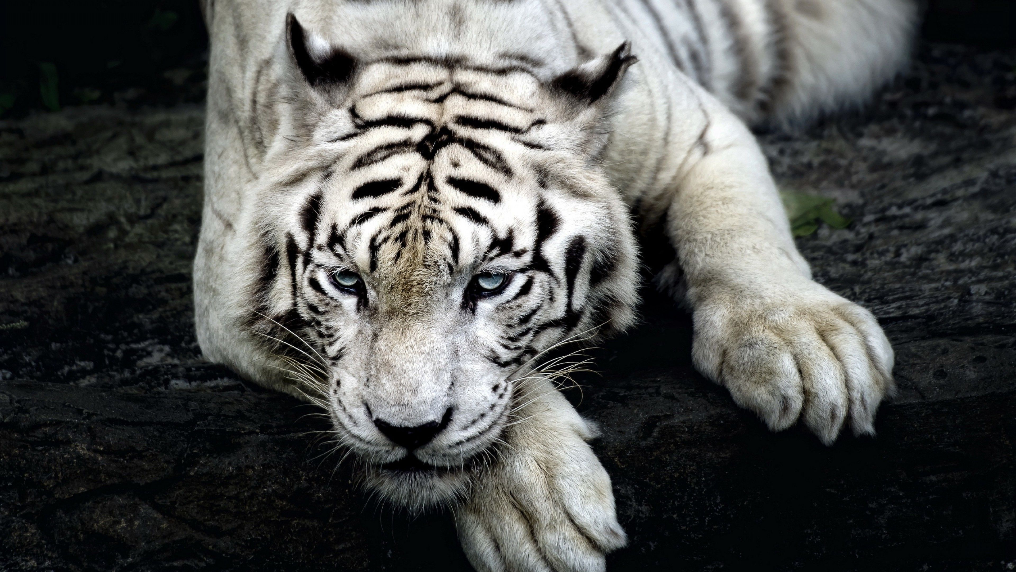 Albino Tiger Wallpapers - 4k, HD Albino Tiger Backgrounds on WallpaperBat