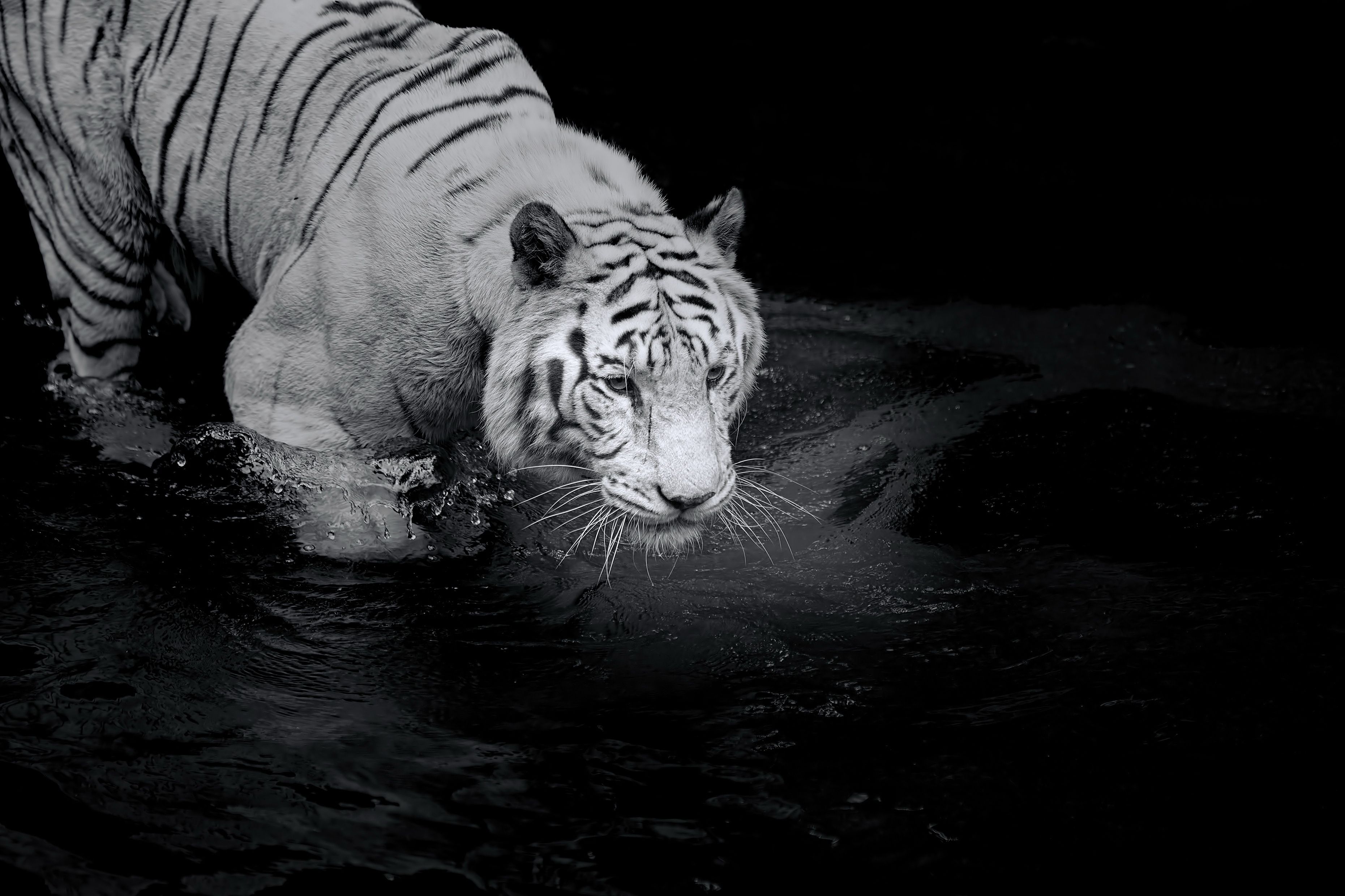 Albino Tiger Wallpapers - 4k, HD Albino Tiger Backgrounds on WallpaperBat