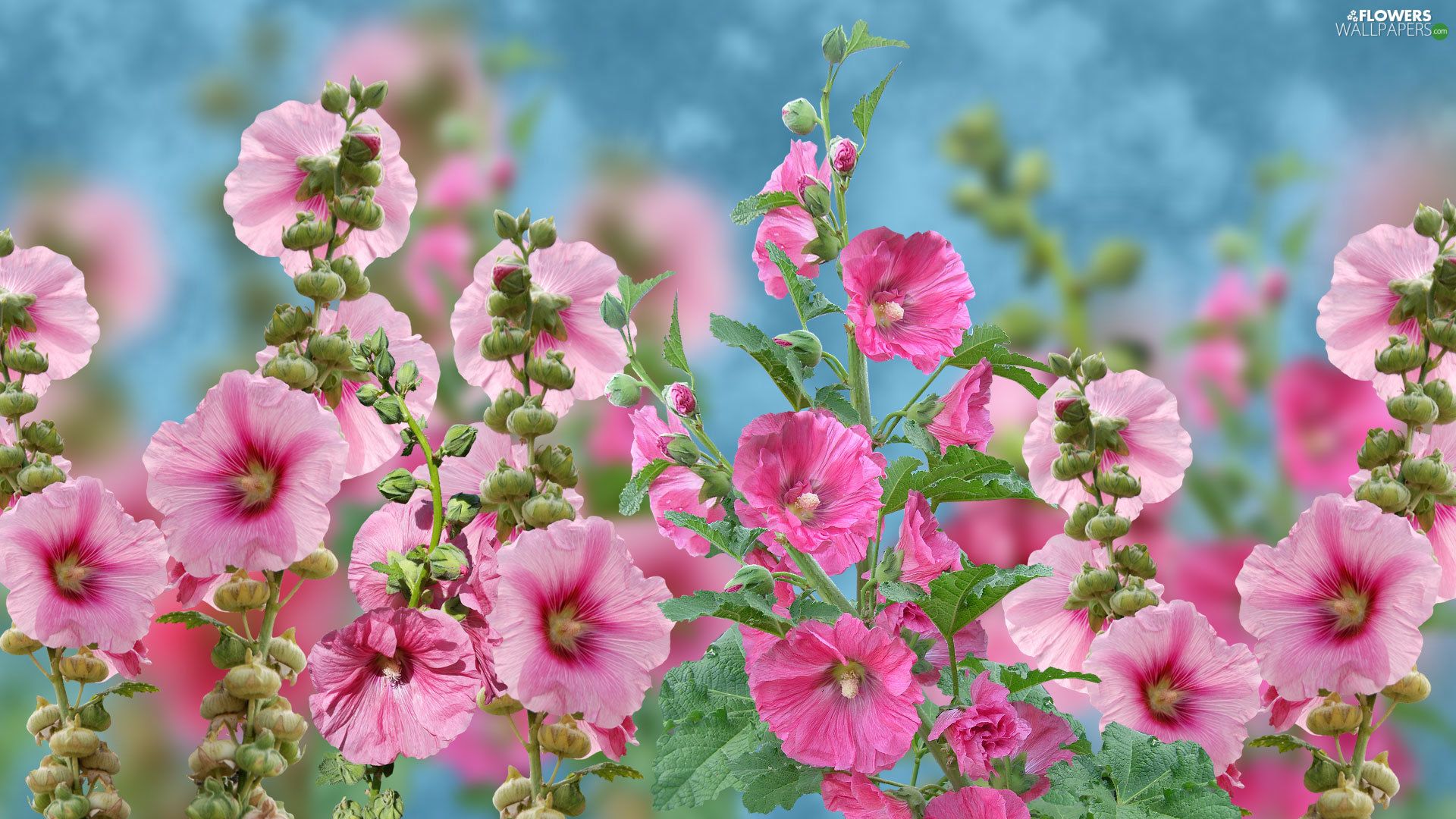 Hollyhock Wallpapers - 4k, HD Hollyhock Backgrounds on WallpaperBat