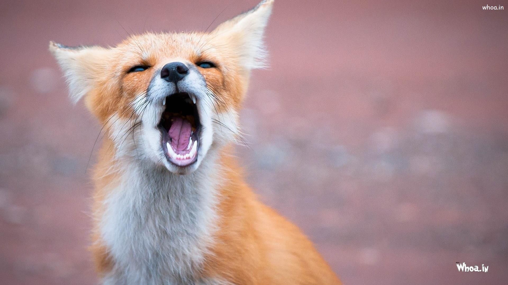 Angry Fox Wallpapers - 4k, HD Angry Fox Backgrounds on WallpaperBat