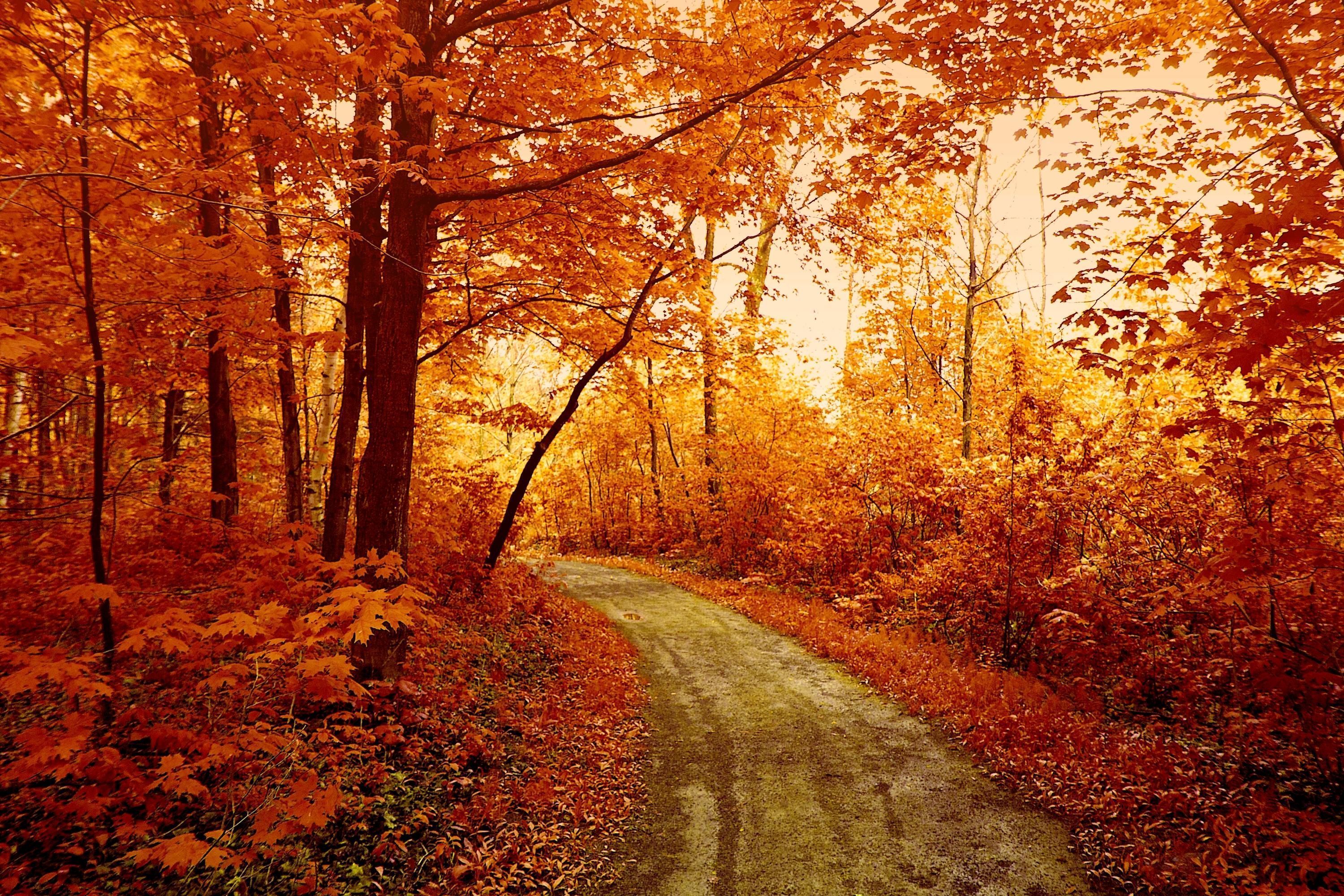 Forest Orange Wallpapers 4k HD Forest Orange Backgrounds On WallpaperBat Forest Orange Wallpapers 4k HD Forest Orange Backgrounds On WallpaperBat
