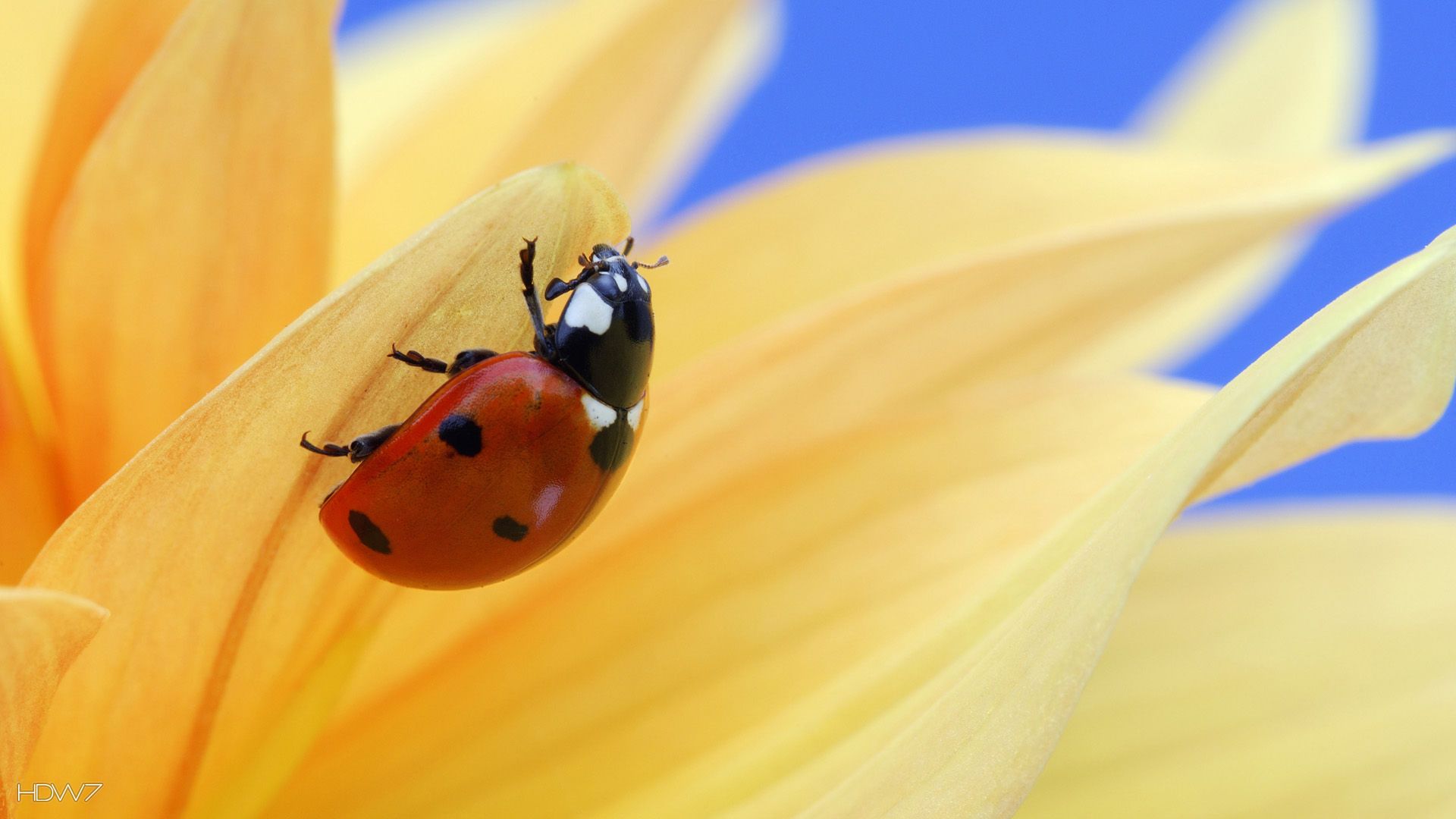 Ladybug and Flower Wallpapers - 4k, HD Ladybug and Flower Backgrounds