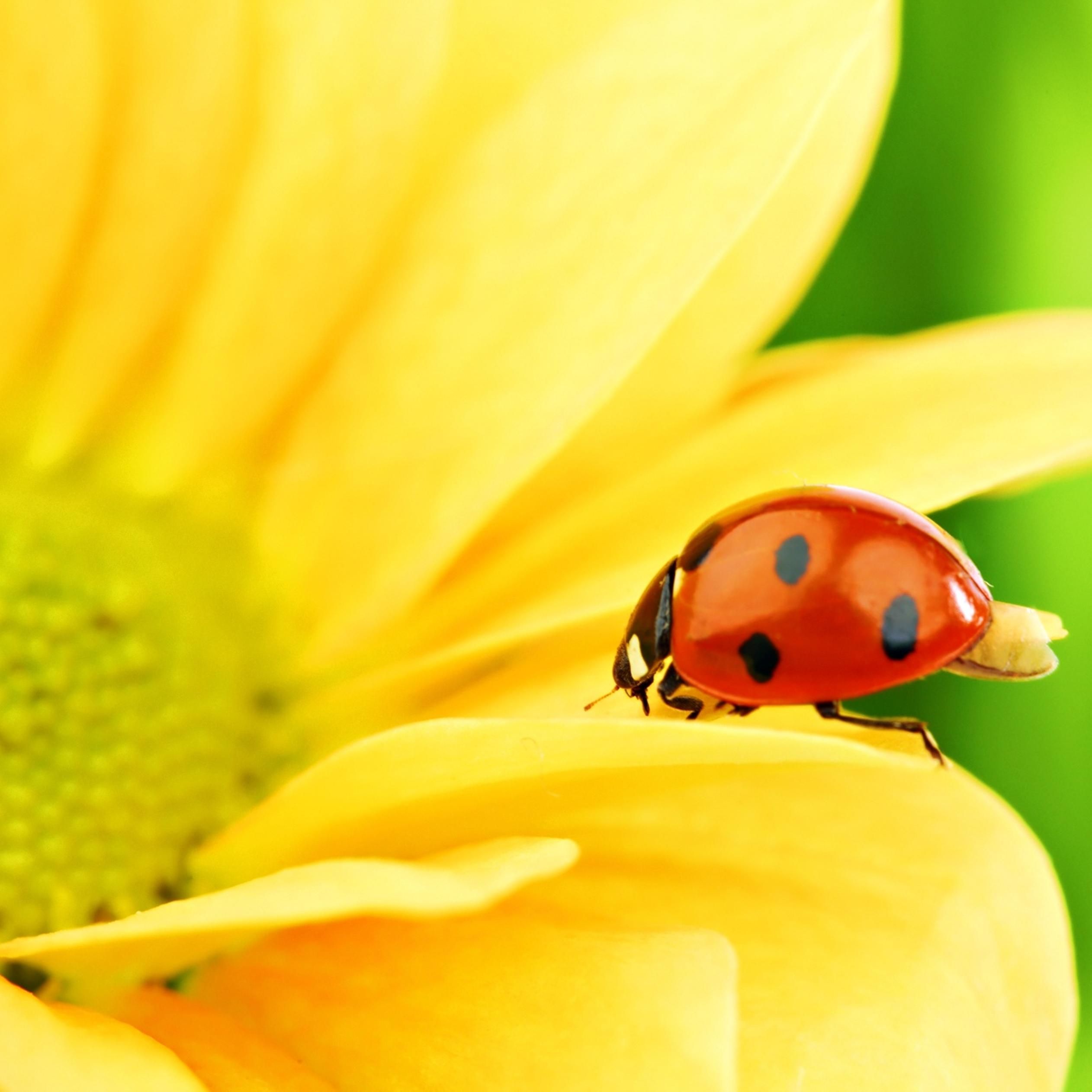 Ladybug and Flower Wallpapers - 4k, HD Ladybug and Flower Backgrounds