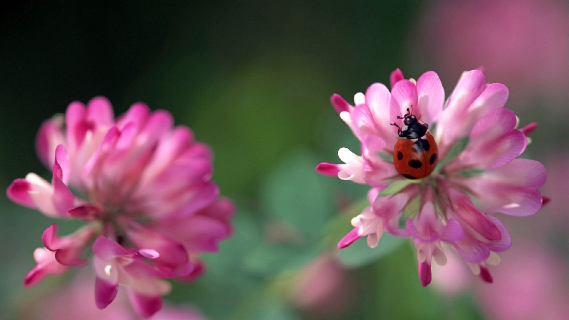 Ladybug and Flower Wallpapers - 4k, HD Ladybug and Flower Backgrounds