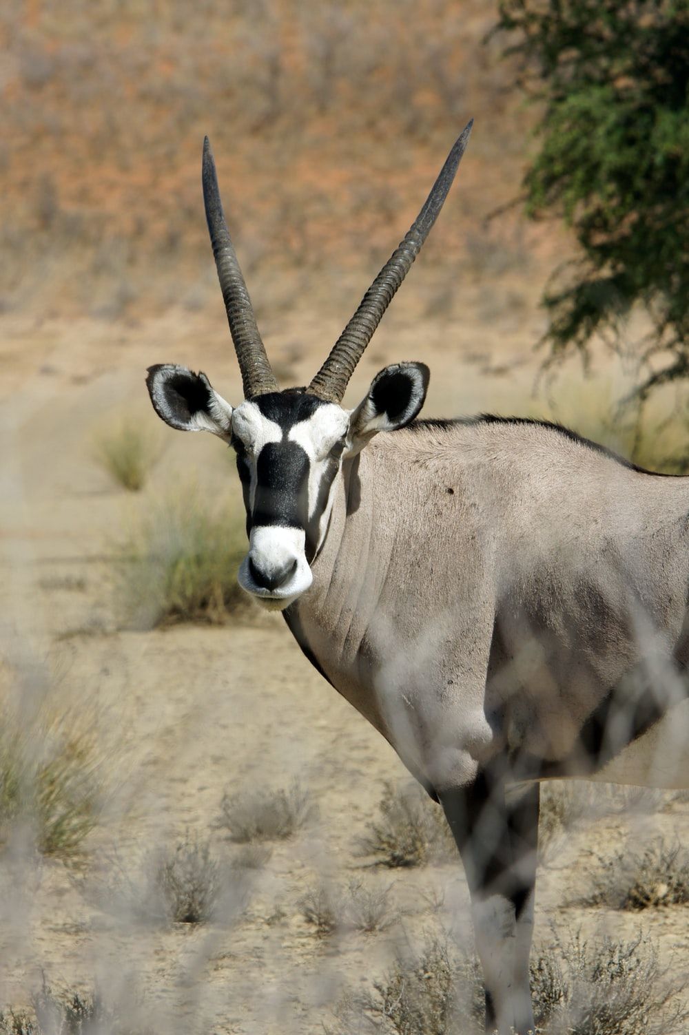 Gemsbok Wallpapers - 4k, HD Gemsbok Backgrounds on WallpaperBat