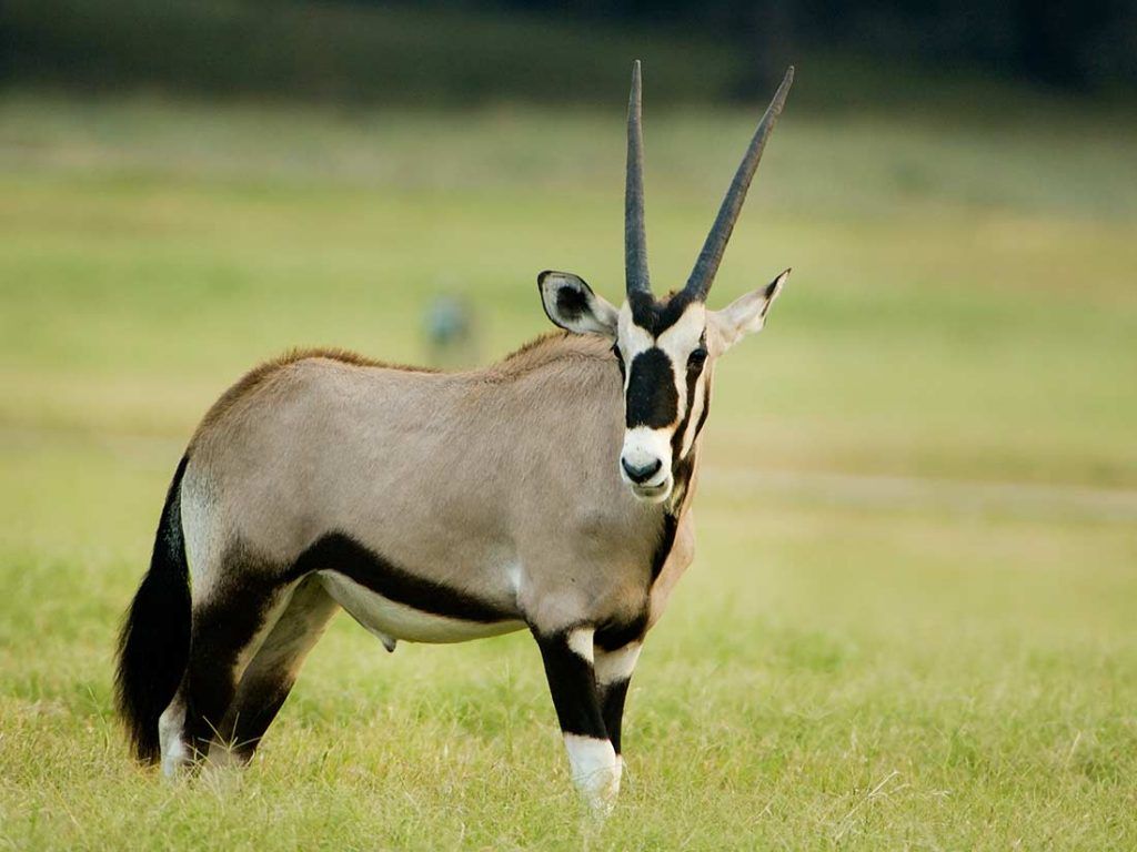 Gemsbok Wallpapers - 4k, HD Gemsbok Backgrounds on WallpaperBat