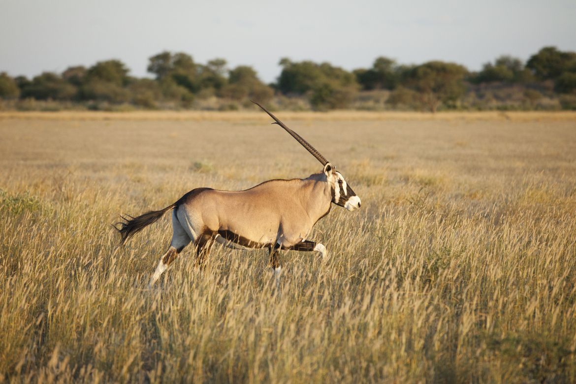 Gemsbok Wallpapers - 4k, HD Gemsbok Backgrounds on WallpaperBat