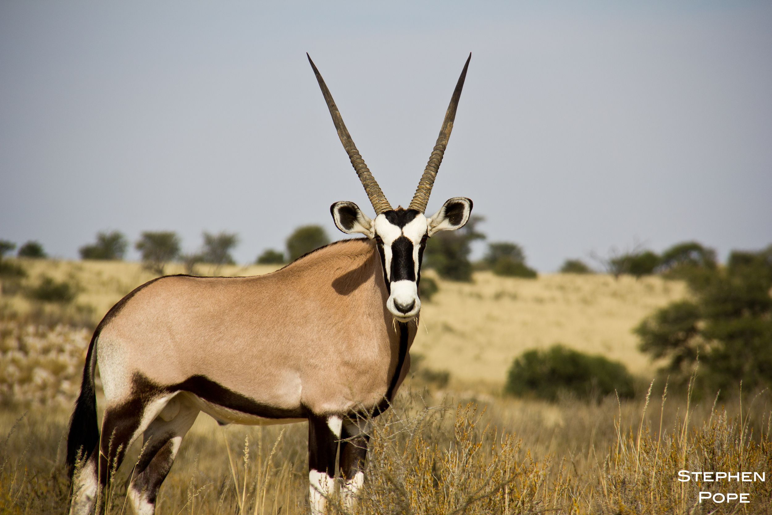 Gemsbok Wallpapers - 4k, HD Gemsbok Backgrounds on WallpaperBat