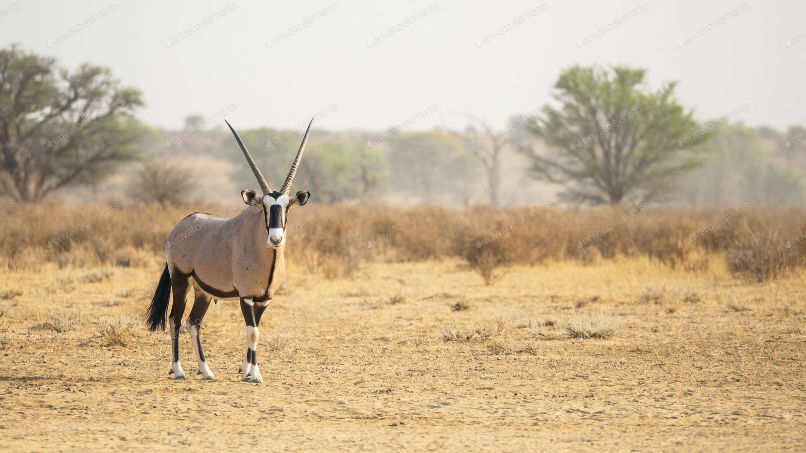 Gemsbok Wallpapers - 4k, HD Gemsbok Backgrounds on WallpaperBat