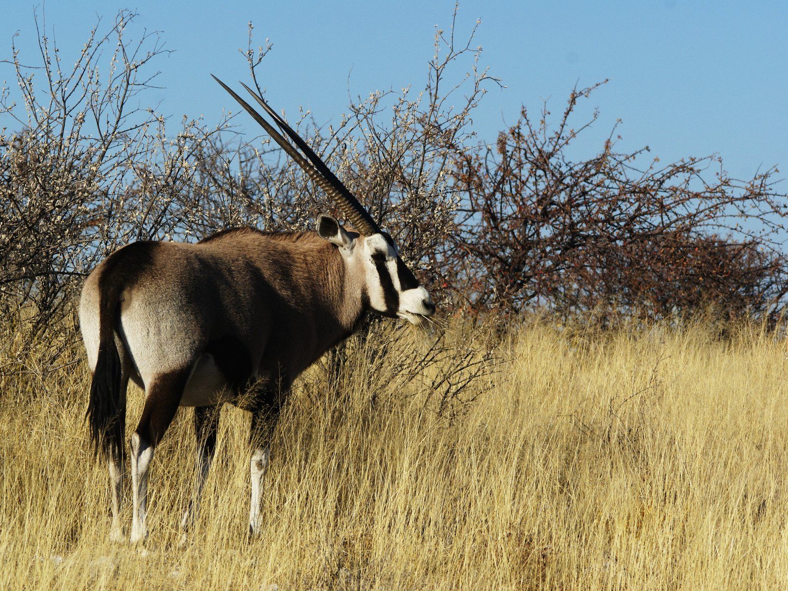 Gemsbok Wallpapers - 4k, HD Gemsbok Backgrounds on WallpaperBat