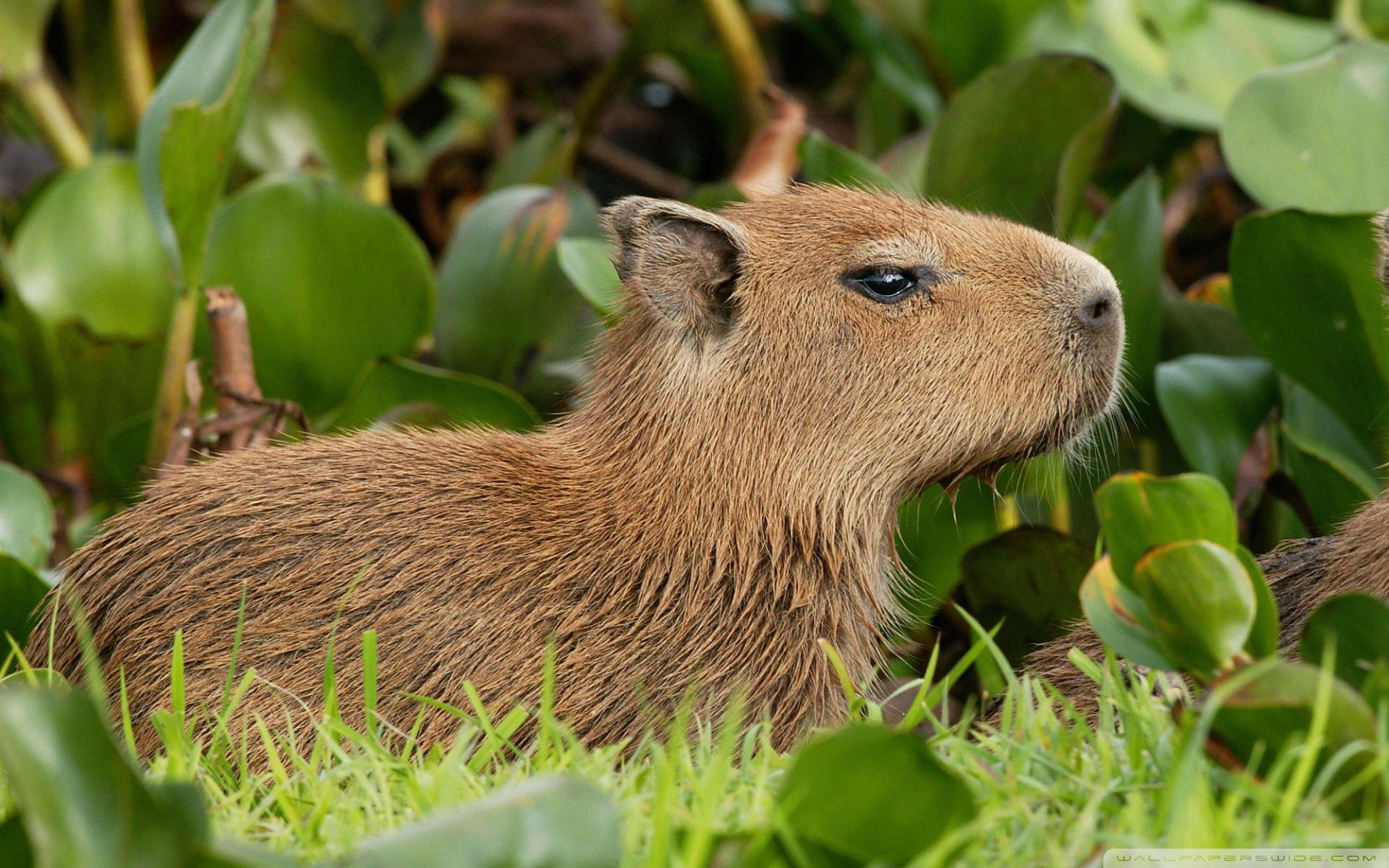 Capybara - Download Free 3D model by Rectus (@rectus) [445b5a9]