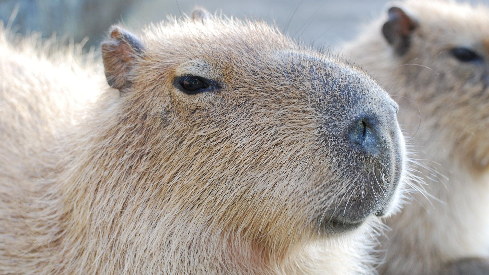 Cute Capybara Wallpapers K HD Cute Capybara Backgrounds On WallpaperBat