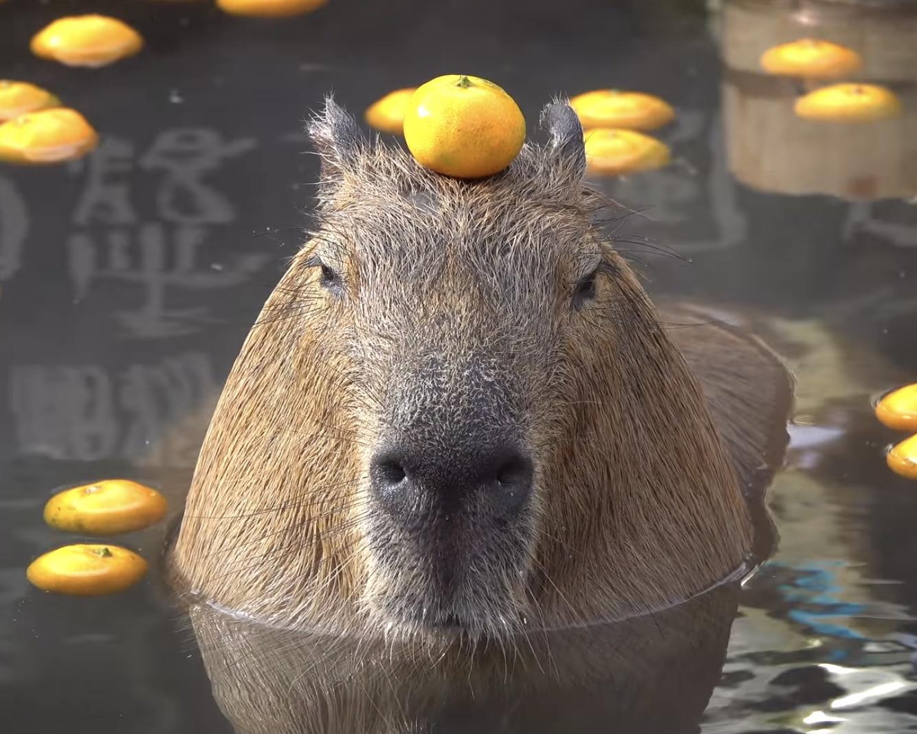 Se puede tener una capibara de mascota