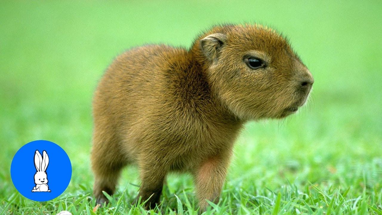 Cute Capybara Wallpapers - 4k, HD Cute Capybara Backgrounds on WallpaperBat