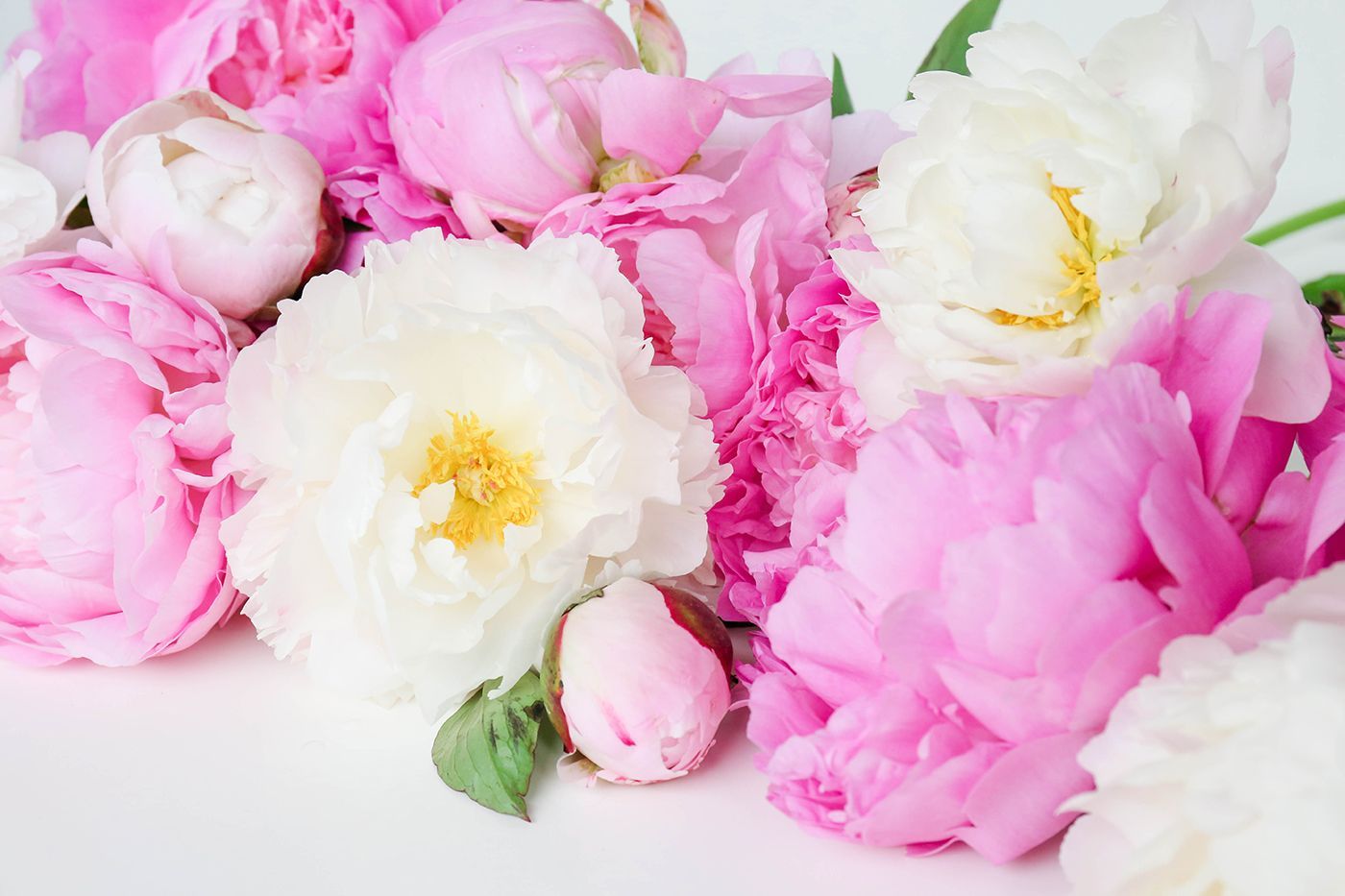 Pink Peony Desktop Wallpapers - 4k, HD Pink Peony Desktop Backgrounds ...