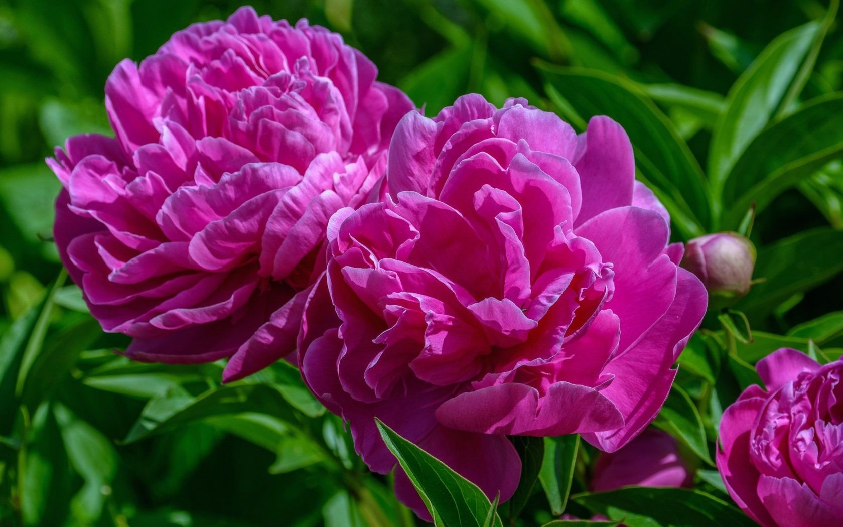 Pink Peony Desktop Wallpapers - 4k, HD Pink Peony Desktop Backgrounds ...