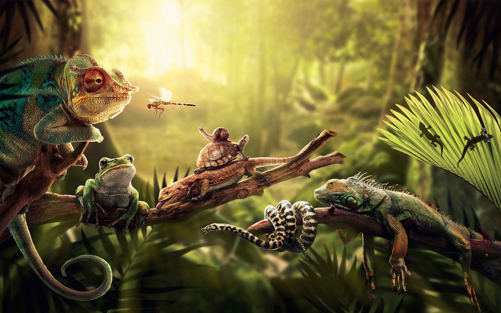 Reptile Desktop Wallpapers - 4k, HD Reptile Desktop Backgrounds on