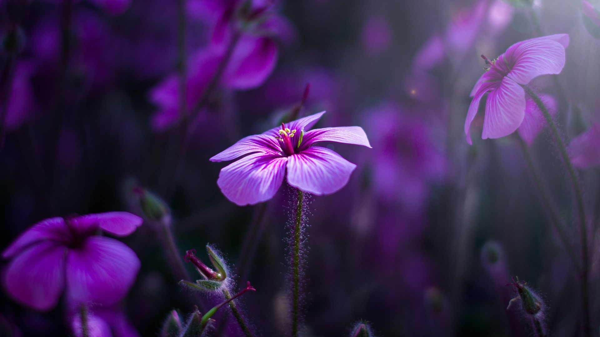 Purple Flower Desktop Wallpapers 4k Hd Purple Flower Desktop Backgrounds On Wallpaperbat 1152