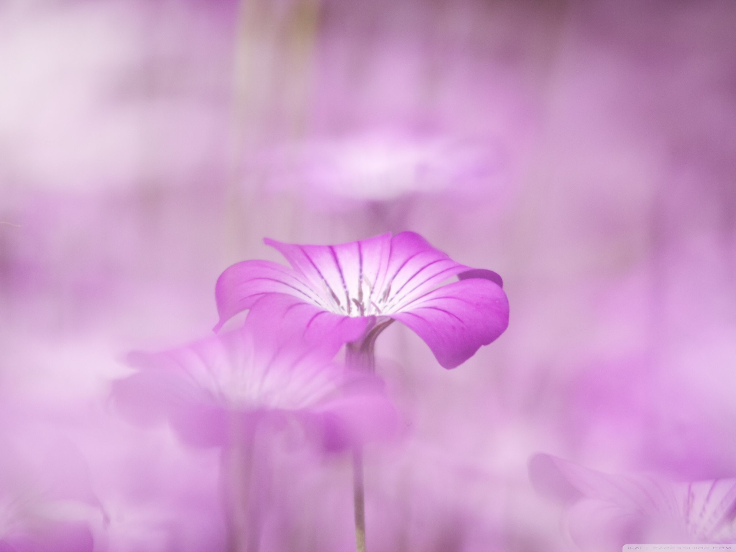 Purple Flower Desktop Wallpapers - 4k, HD Purple Flower Desktop ...