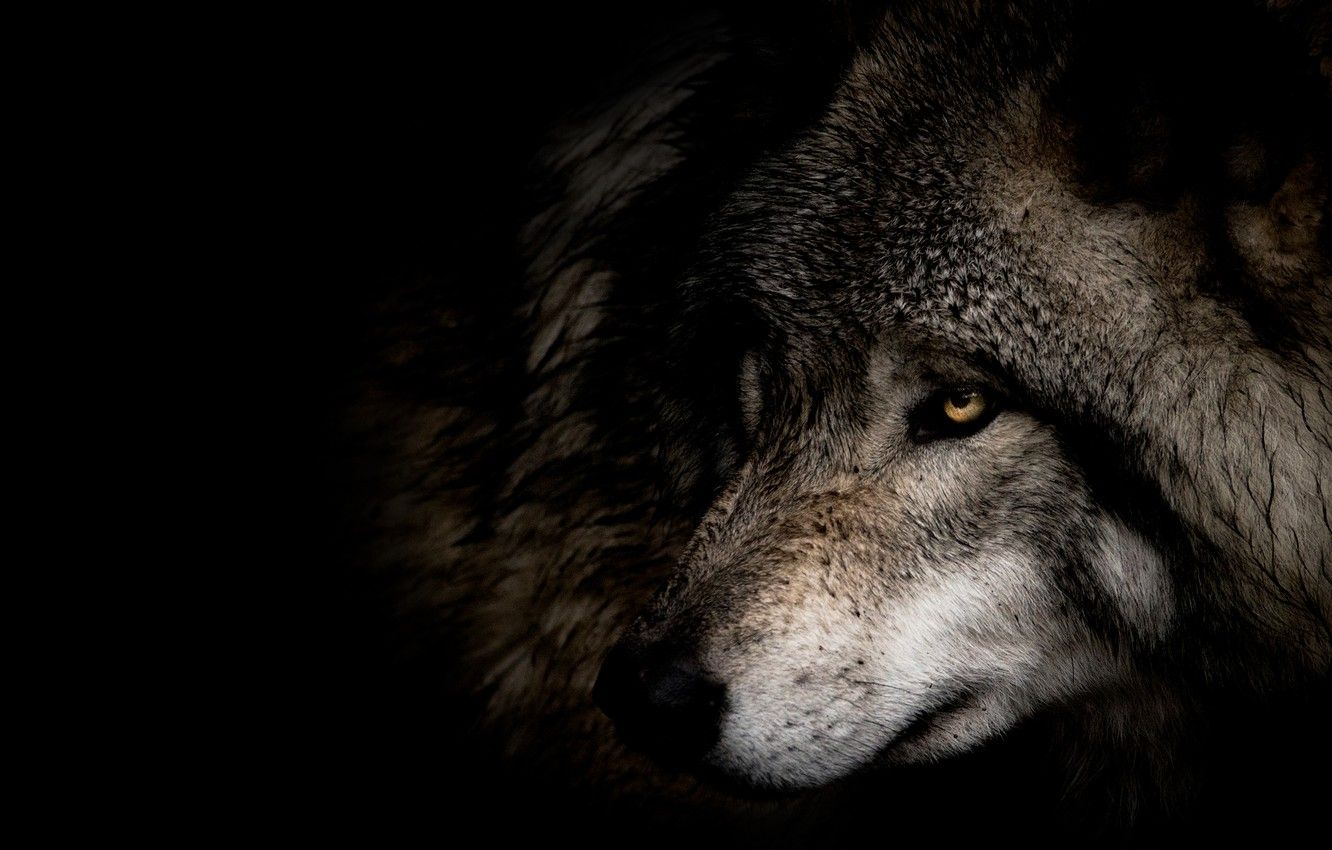 Grey Wolf Face Wallpapers - 4k, HD Grey Wolf Face Backgrounds on ...