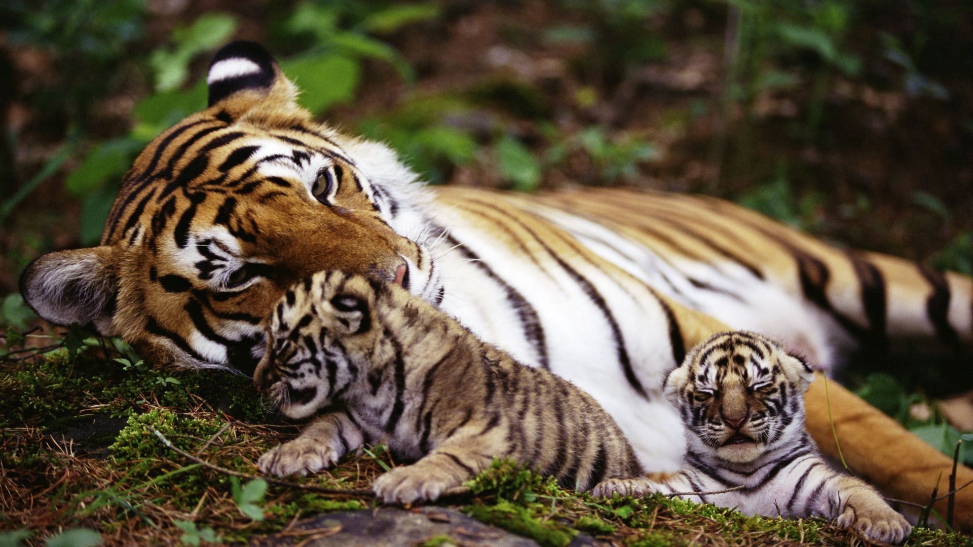 Siberian Tiger Cubs Wallpapers - 4k, HD Siberian Tiger Cubs Backgrounds ...