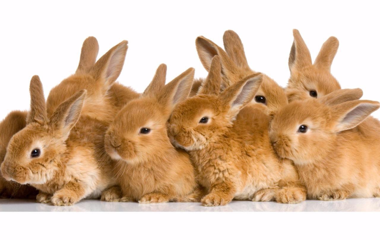 Lotsofbunnies