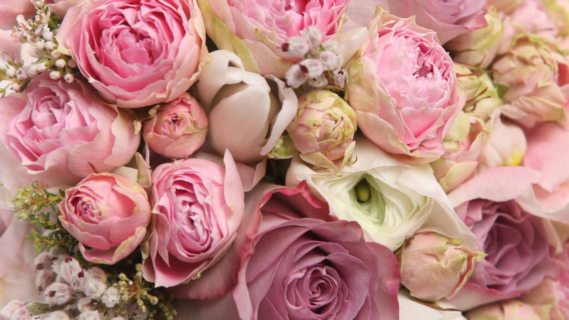 Peony Desktop Wallpapers - 4k, HD Peony Desktop Backgrounds on WallpaperBat