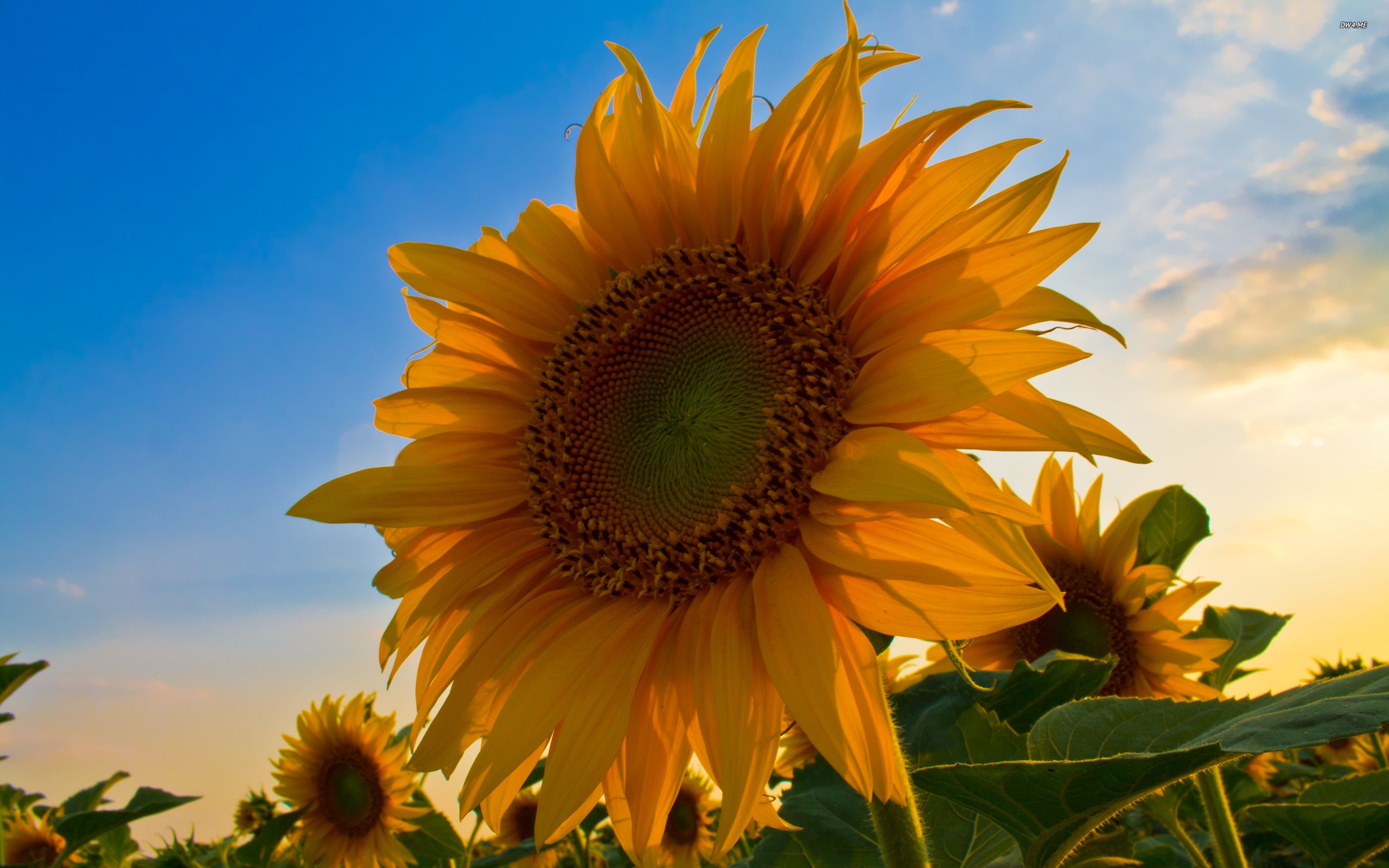 Big Sunflower Wallpapers 4k Hd Big Sunflower Backgrounds On Wallpaperbat 0948