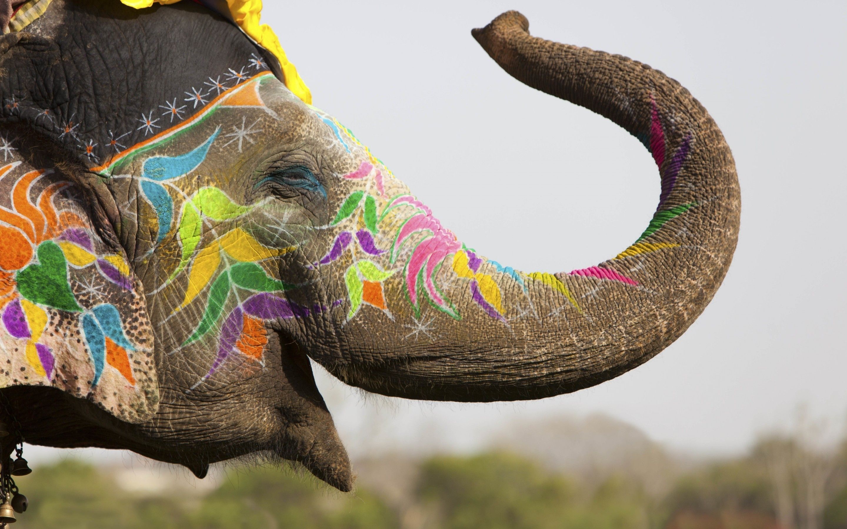 Tribal Elephant Desktop Wallpapers 4k HD Tribal Elephant Desktop   658548 Colored Elephant Hd   