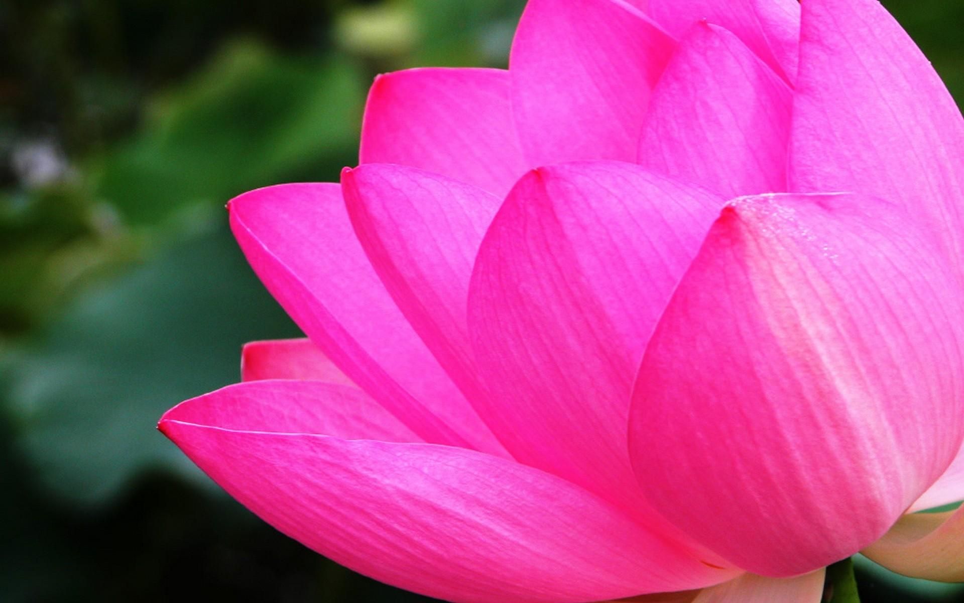 Japanese Lotus Flower Wallpapers - 4k, HD Japanese Lotus Flower ...