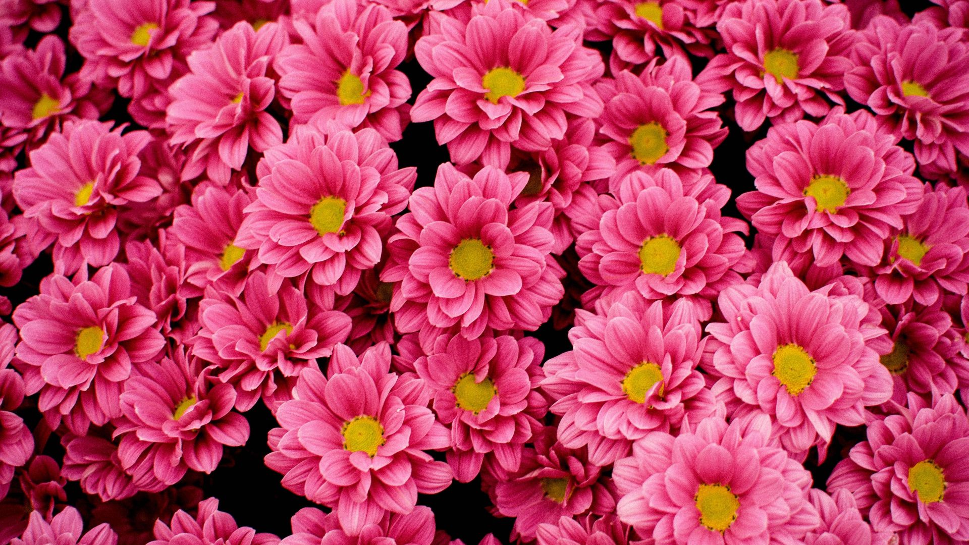 1920X1080 Bright Flower Wallpapers - 4k, HD 1920X1080 Bright Flower ...