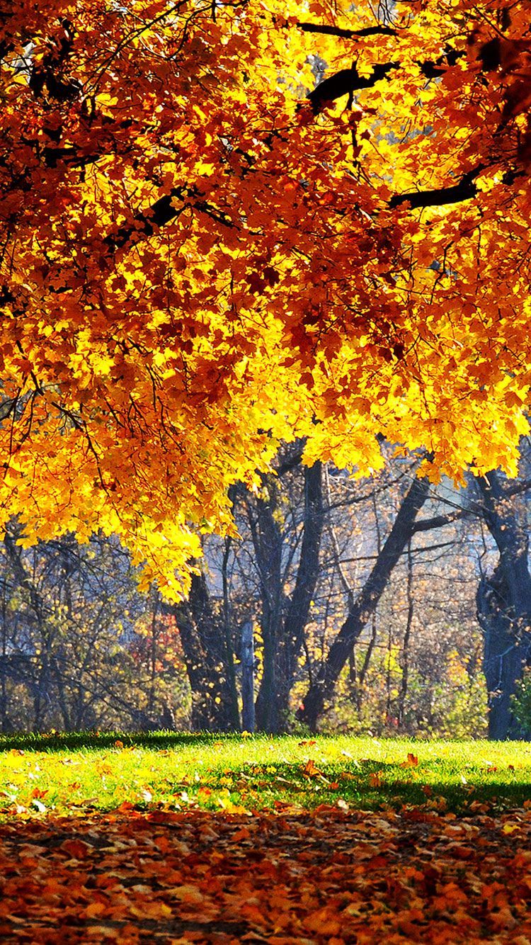  Fall iPhone HD Wallpapers - 4k, HD Fall iPhone Backgrounds on WallpaperBat