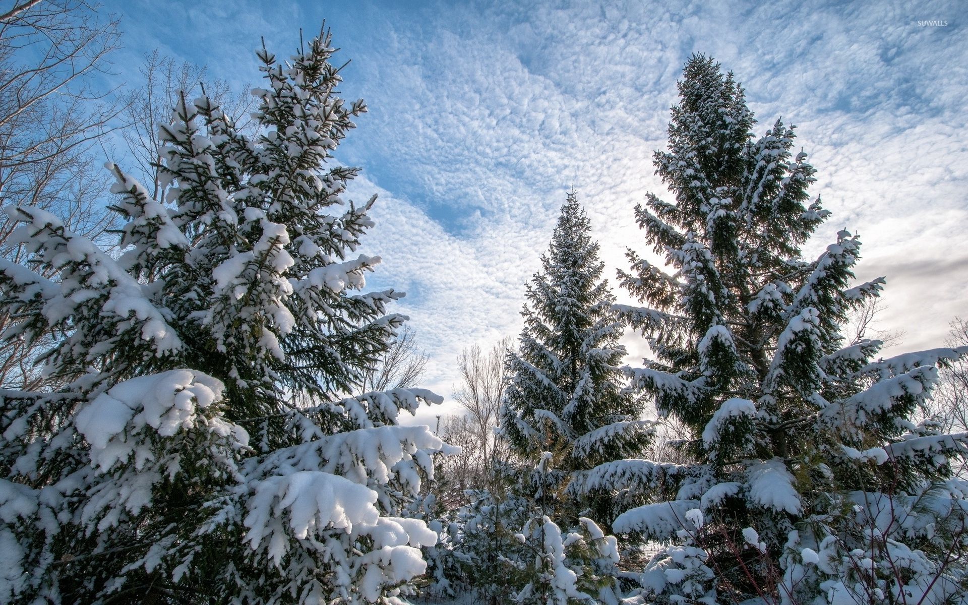 Snowy Pine Trees Wallpapers.