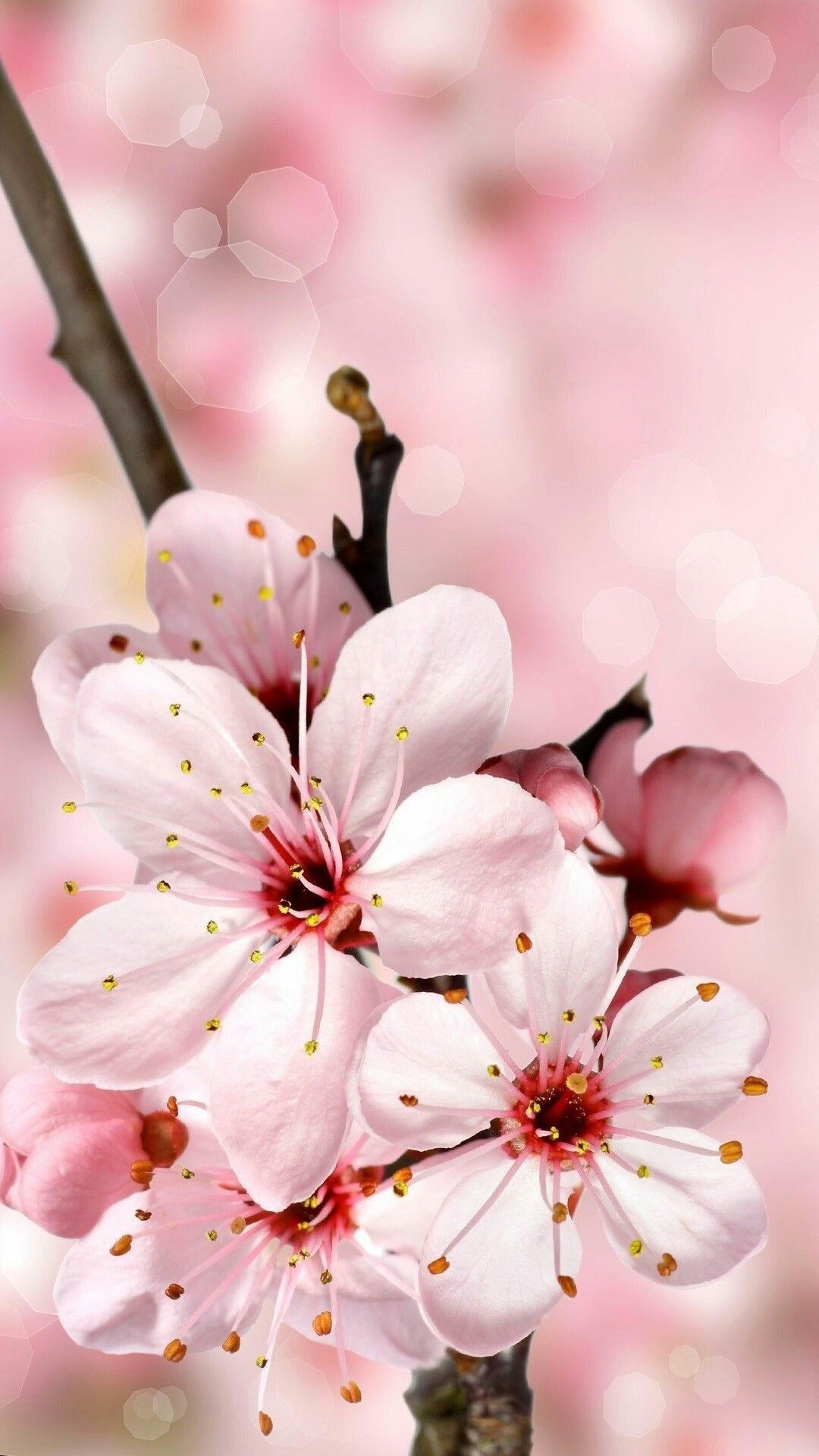 Korean Cherry Blossom Wallpapers 4k Hd Korean Cherry Blossom Backgrounds On Wallpaperbat