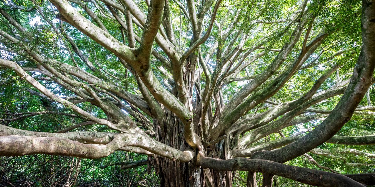 Banyan Tree Wallpapers - 4k, HD Banyan Tree Backgrounds on WallpaperBat