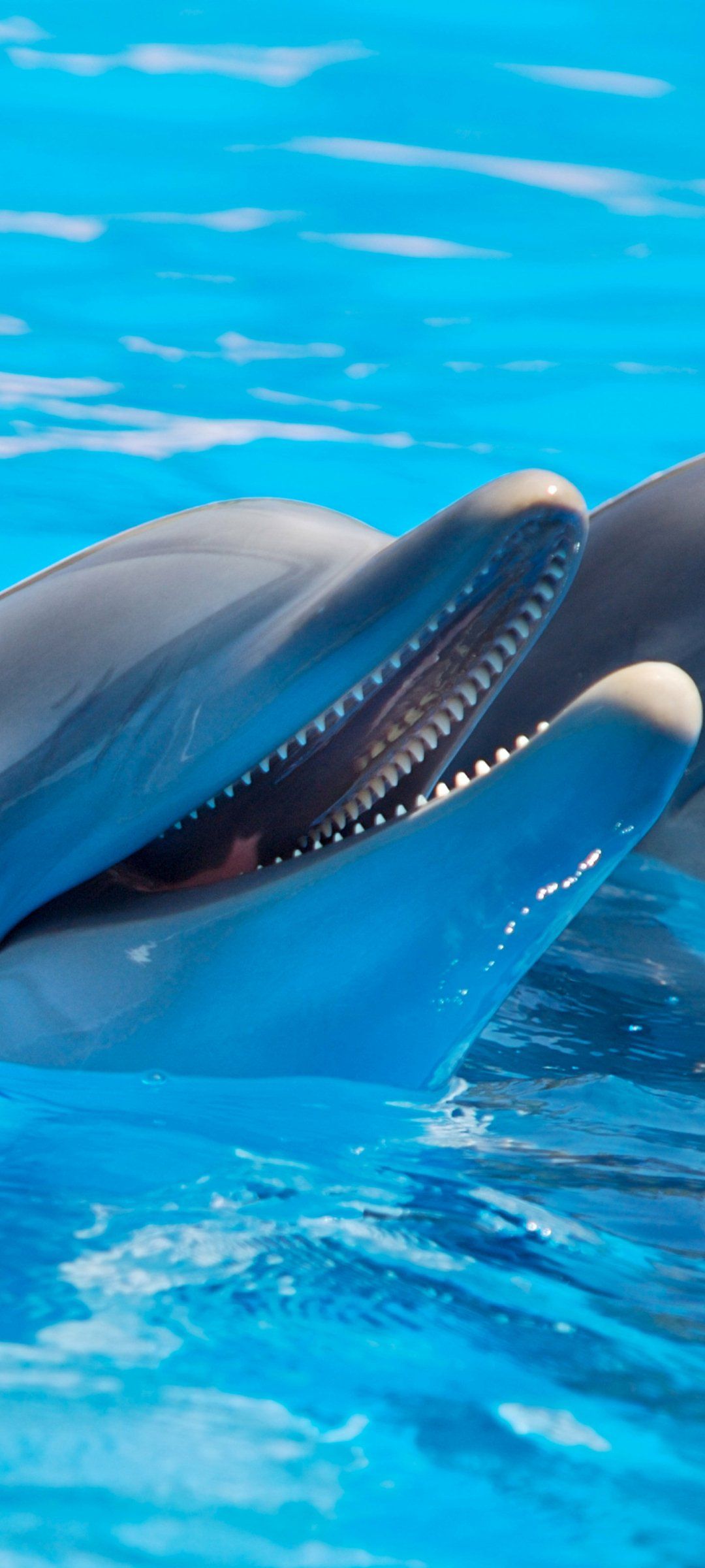 Dolphin iPhone Wallpapers 4k, HD Dolphin iPhone Backgrounds on
