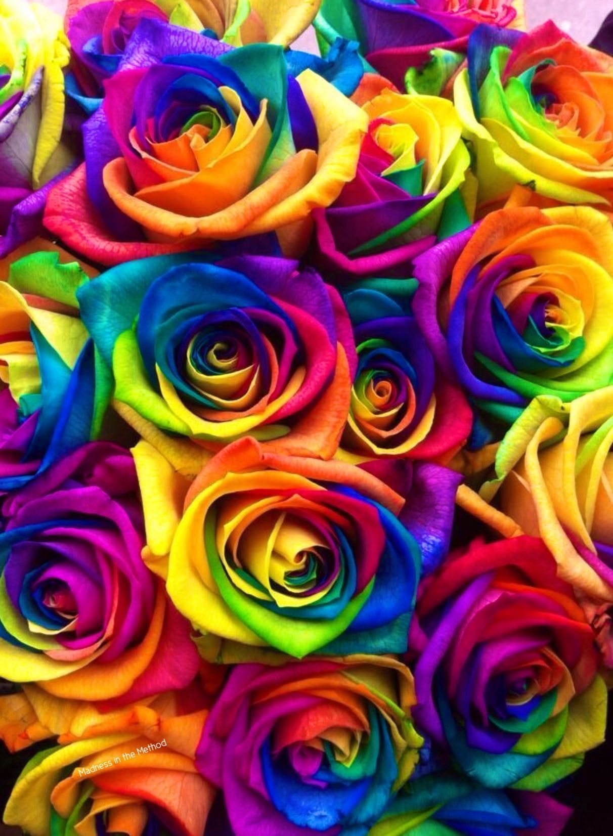 Rainbow Rose Wallpapers - 4k, HD Rainbow Rose Backgrounds on WallpaperBat