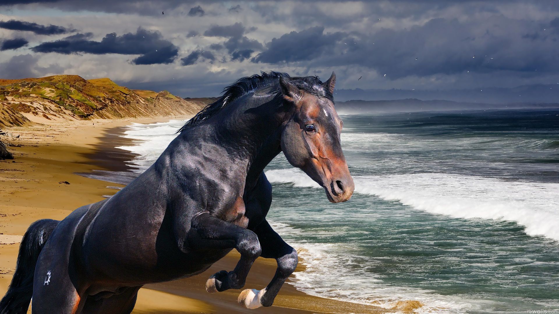 1920x1080 Wave Sea Beach Ocean Animal Horse ... Wallpaper