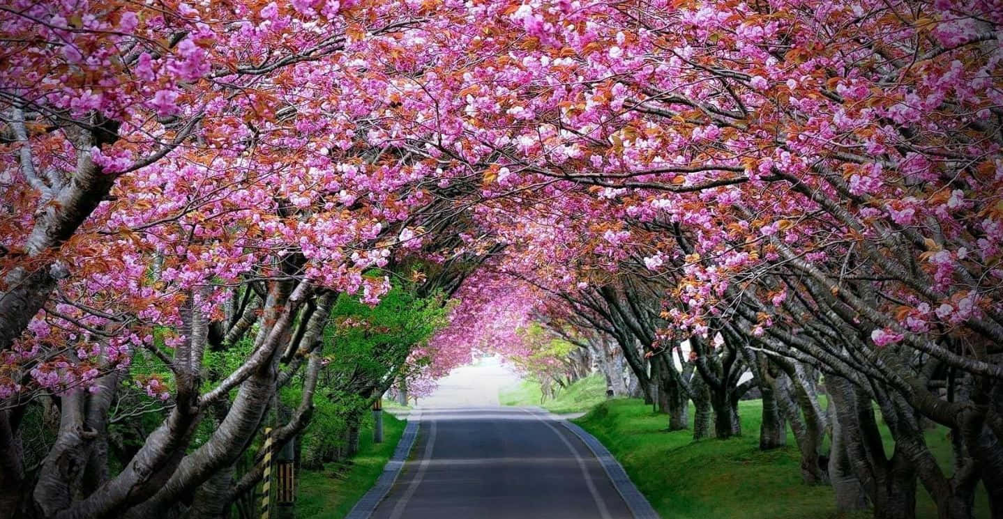 1438x745 100+] Flower Tree Wallpapers ... Wallpaper