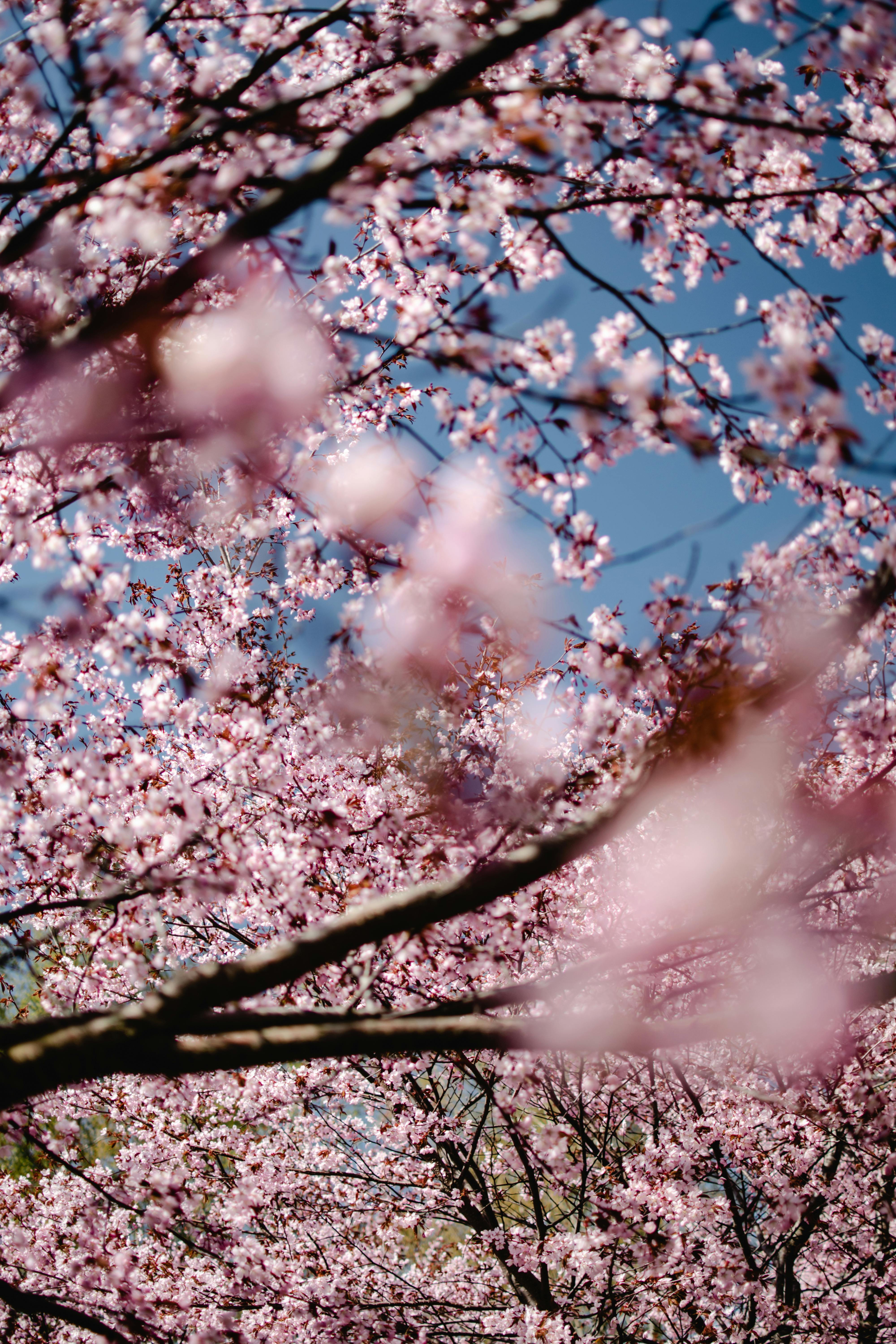 4000x6000 Flowering Tree Photos, Download The ... Wallpaper