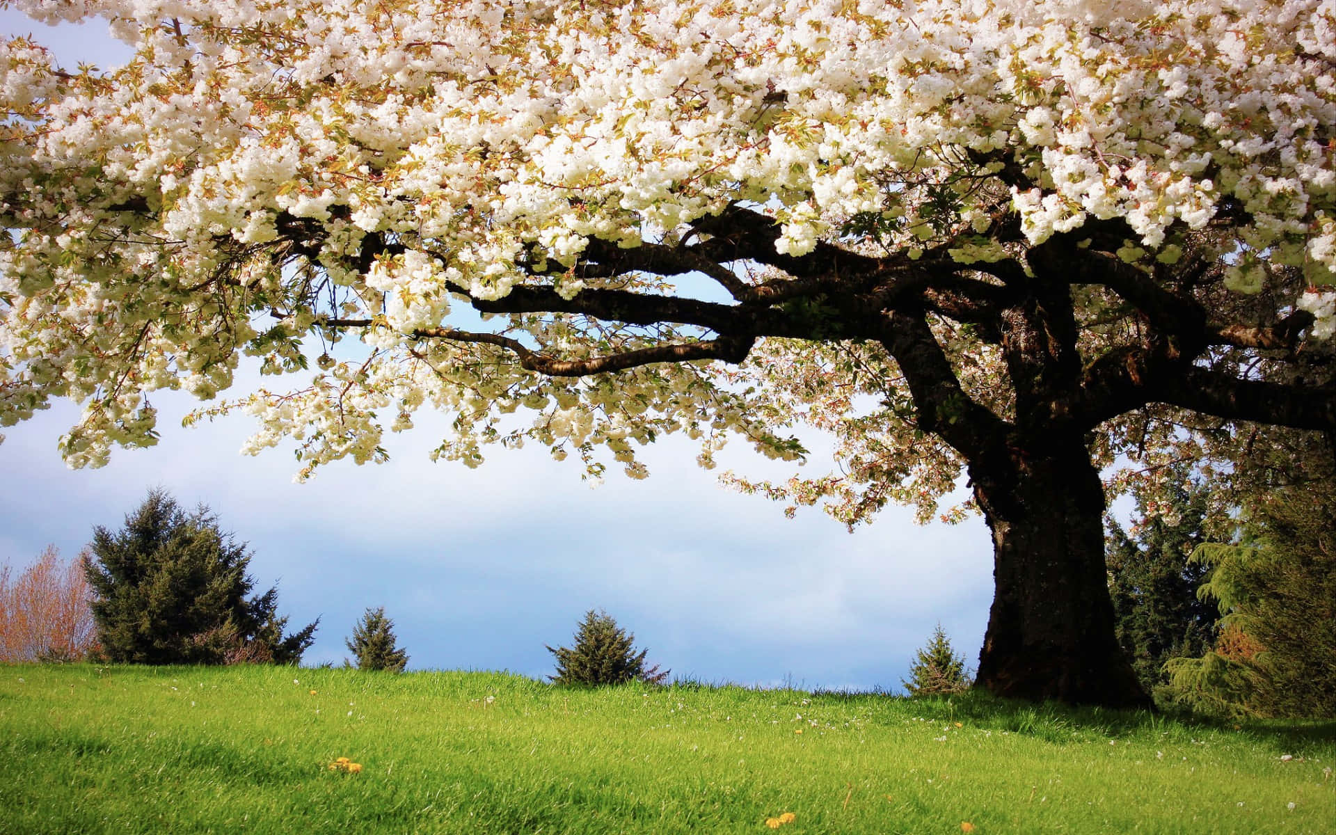 1920x1200 100+] Flower Tree Wallpapers ... Wallpaper