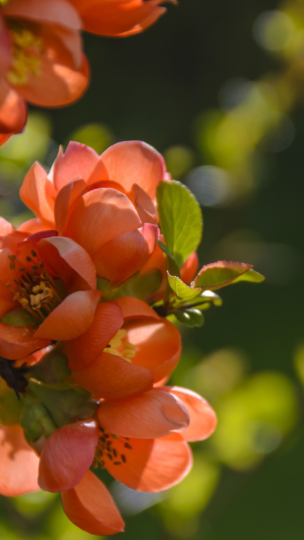 1242x2208 oc95-spring-flower-tree-orange-nature ... Wallpaper