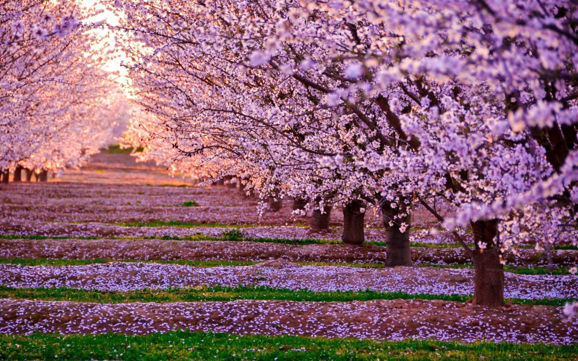 1920x1200 100+] Flower Tree Wallpapers ... Wallpaper